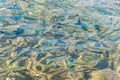 Top view of a glistening sea water and fish in the water