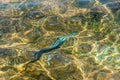 Top view of a glistening sea water and fish in the water