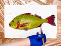 Top view of gloved hand paints fin of green fish Royalty Free Stock Photo