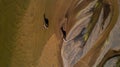 Top view of goats standing in the field on a sunny day with their shadows on the ground