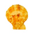 Top view, gold sea scallop shell Royalty Free Stock Photo