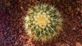 Top view of Golden Barrel Cactus, Echinocactus Grusonii Plant. Royalty Free Stock Photo