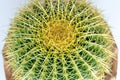 Top view of golden barrel cactus or mother-in-law\'s cushion cactus Royalty Free Stock Photo