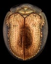 Top view of a golden tortoise beetle