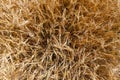 Top view of Golden wheat field is ready for harvest. Background ripening ears of yellow wheat field against the blue sky. Copy spa Royalty Free Stock Photo