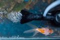 Top view of goldfish in the aquarium at home. Fish rock and plants in the background Royalty Free Stock Photo