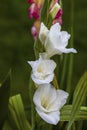 Top view of a gorgeous white gladiolus flower isolated against a background of green leaves. Royalty Free Stock Photo