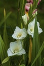 Top view of a gorgeous white gladiolus flower isolated against a background of green leaves. Royalty Free Stock Photo