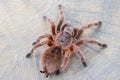 Top view of Grammostola rosea red on wood slice. Royalty Free Stock Photo
