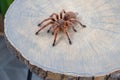 Top view of Grammostola rosea red on wooden coffee table. Royalty Free Stock Photo