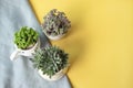Top view of Graptopetalum Rusbyi and crassula succulent plant, in pot on fabric and yellow background Royalty Free Stock Photo