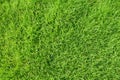 Top view of grass garden Ideal concept used for making green flooring, lawn for training football pitch, Grass Golf Courses green. Royalty Free Stock Photo