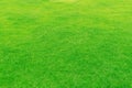 Top view of grass garden Ideal concept used for making green flooring, lawn for training football pitch, Grass Golf Courses green Royalty Free Stock Photo