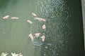 Top view of gray swans swimming on a pond Royalty Free Stock Photo