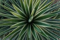 Top view of Green Agave angustifolia Marginata in the wild. Beautiful nature abstract background. Tropical concept. Flat lay Royalty Free Stock Photo