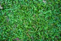 Top view of green artificial grass in outdoor garden.    Green Grass for Background Texture. Golf Course Green lawn for background Royalty Free Stock Photo