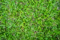 Top view of green artificial grass in outdoor garden.    Green Grass for Background Texture. Golf Course Green lawn for background Royalty Free Stock Photo