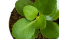 Top view green of beautiful potted Bryophyllum Pinnatum plants