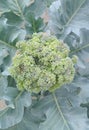 a green broccoli flowers before harvest Royalty Free Stock Photo