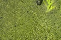 Top view of green bubbles of a swamp water Royalty Free Stock Photo