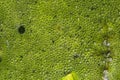 Top view of green bubbles of a swamp water Royalty Free Stock Photo