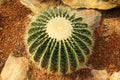 Top view Green Cactus Garden or Call Echinocactus grusonii is The genus Mammillaria largest in the cactus family