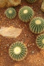 Top view Green Cactus Garden or Call Echinocactus grusonii is The genus Mammillaria largest in the cactus family