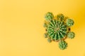 Top view of green cactus on yellow background. Minimal decoration plant on color background with copy space Royalty Free Stock Photo