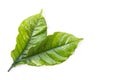 Top view green coffee tree leaf isolated on white Royalty Free Stock Photo
