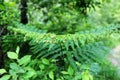 Top view of green fern bushes close up. Wild tropical forest. Natural backgrounds Royalty Free Stock Photo