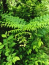 Top view of green fern bushes close up. Wild tropical forest. Natural backgrounds Royalty Free Stock Photo