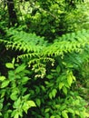 Top view of green fern bushes close up. Wild tropical forest. Natural backgrounds Royalty Free Stock Photo