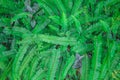 Top view green fern leaves patterns big group on background , pot ornamental plant Royalty Free Stock Photo