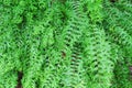 Top view green fern leaves sword fern patterns natural big group on background , pot ornamental plant Royalty Free Stock Photo