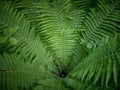 Top view of green fern plant