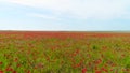 Top view of green field with red poppy on background of sky. Shot. Light wind sways poppy buds in field reaching horizon