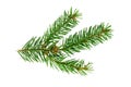 Top view of green fir tree spruce branch with needles isolated on white background. Royalty Free Stock Photo