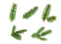 Top view of green fir tree spruce branch with needles set isolated on white background. Royalty Free Stock Photo
