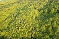 Top view of green forest on sunny spring or summer day. Drone photography, abstract background