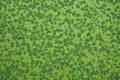 Top view of green fresh Azolla Mosquito fern is a kind of small water fern on the water Royalty Free Stock Photo