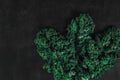 Top view of green fresh curly lettuce on a dark textural background with place for text. Royalty Free Stock Photo
