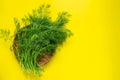 Top view green fresh Dill on yellow background