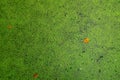 Top view of green fresh duckweed and dry leaves floating on water in pond. Protein plant for feed fish. Recirculating aquaculture Royalty Free Stock Photo