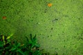 Top view of green fresh duckweed and dry leaves floating on water in pond. Protein plant for feed fish. Recirculating aquaculture