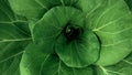 Top view of green fresh vegetable background
