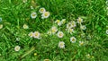 Top view of green grass with blooming daisyes Royalty Free Stock Photo