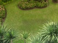 Top view of green grass field plants and trees in the small garden