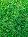 Top View green grass at soccer pitch or football field