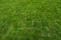 Top view of green grass