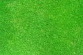 Top view of green grass texture